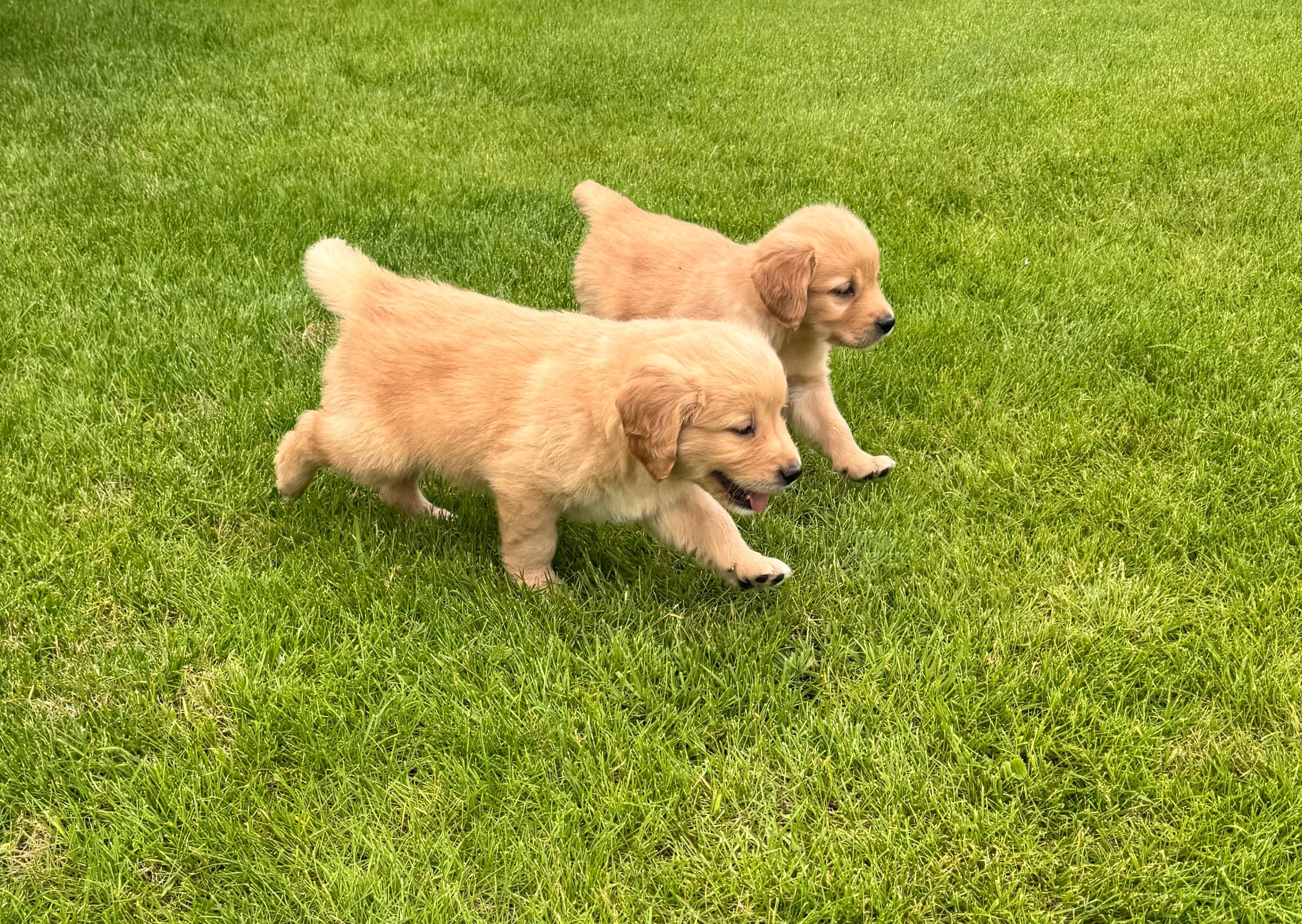 Golden retriever