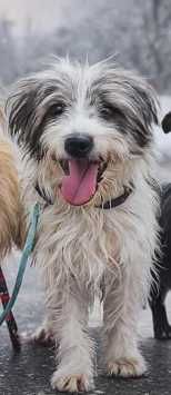 Polski Owczarek Nizinny - PILNA adopcja