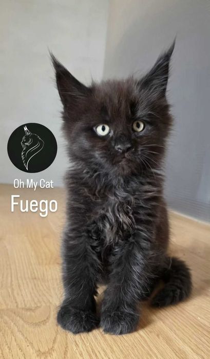 Piękny kocurek maine coon