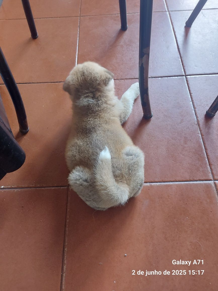Akita inu japonês femea