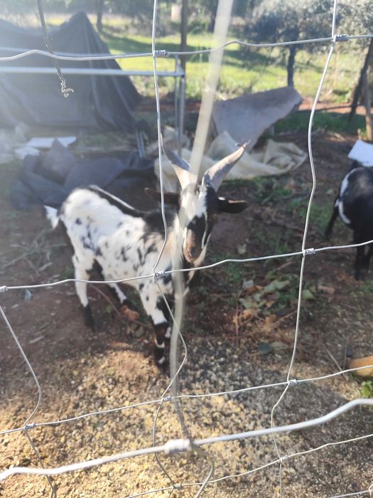 Cabra anã e cabrito