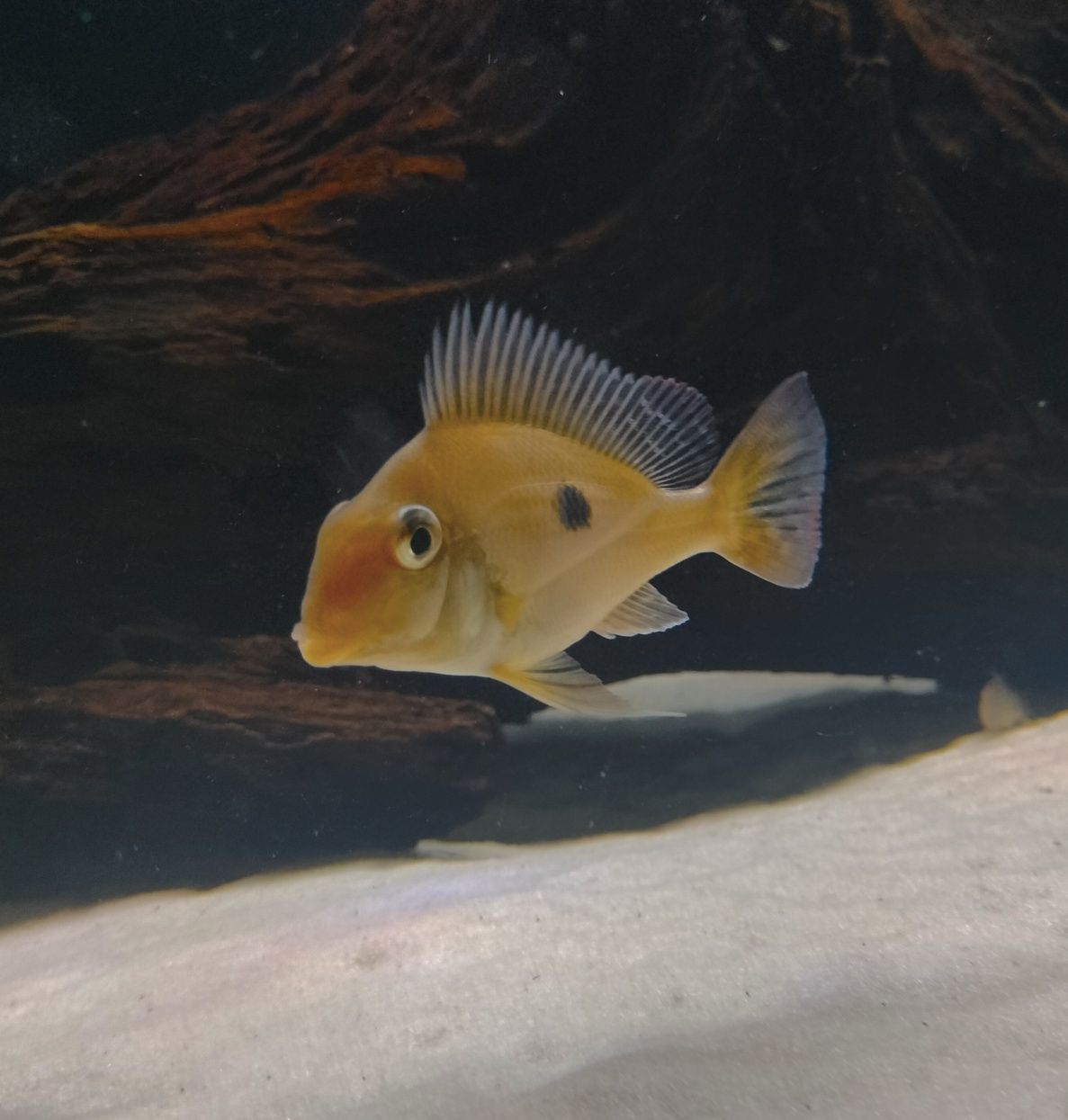 Geophagus wuinmilleri  juvenis