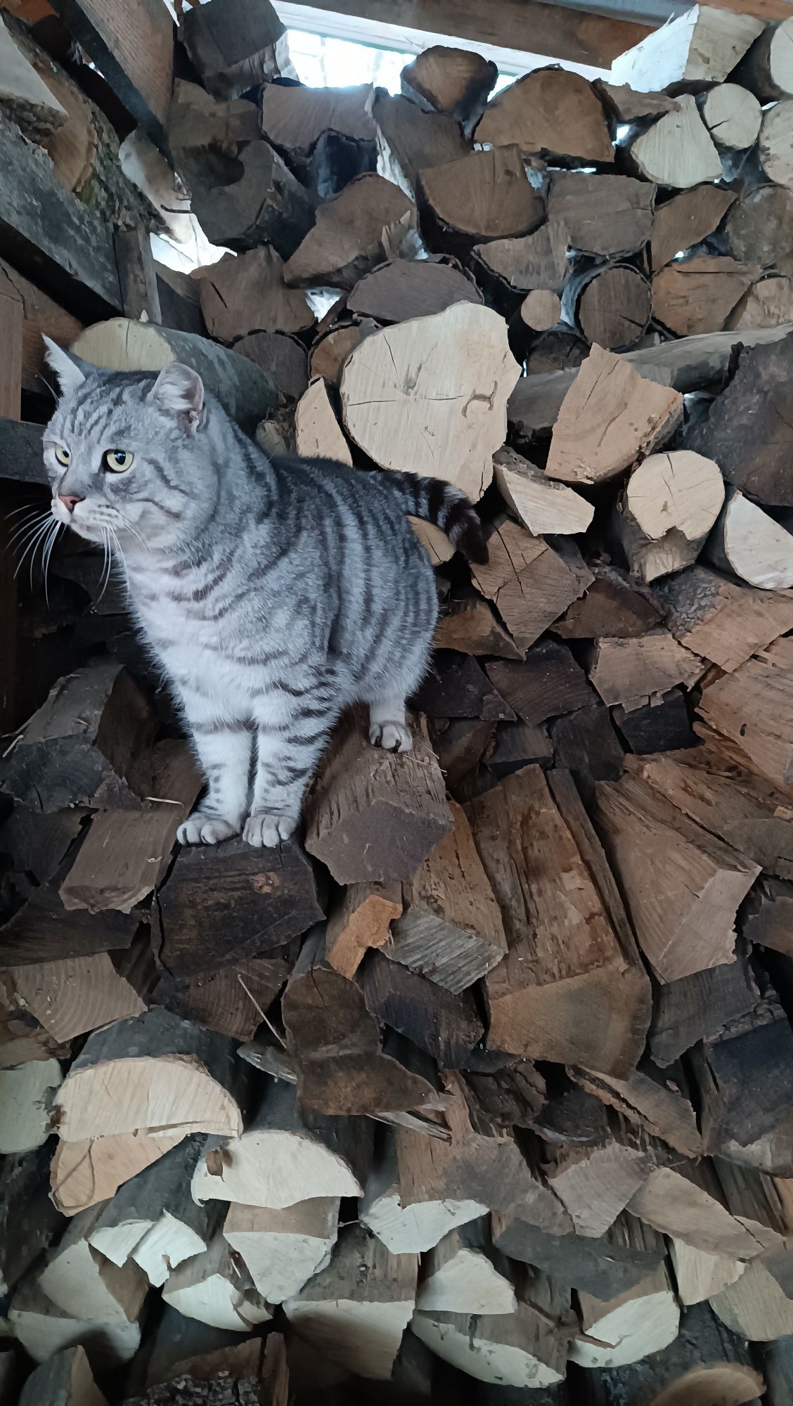 Кіт, котик безкоштовно