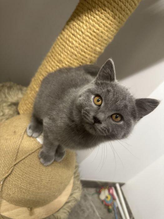 Kotka Brytyjska Błękitna