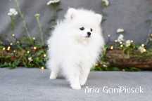 Szpic Miniaturowy Pomeranian Mini Biały
