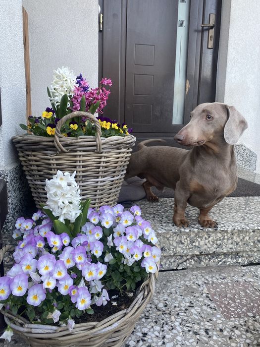 Jamnik piesek czekoladowy