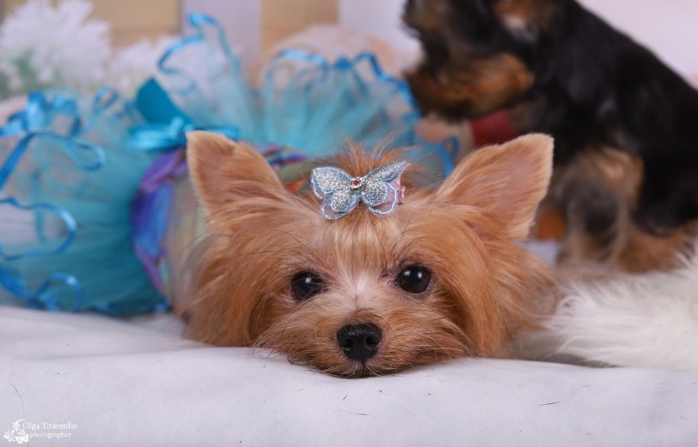 Подрощенные   ЙОРКШИРСКИЕ ТЕРЬЕРЫ ищут заботливую семью