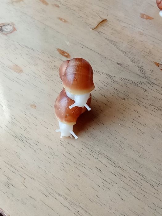 Улитята архахатины вентрикозы