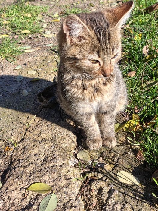 Два гарненькі котика, безкоштовно, 5,5 місяців