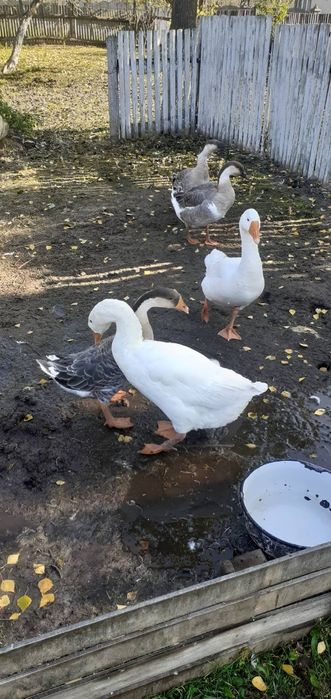 Продам молодих гусей