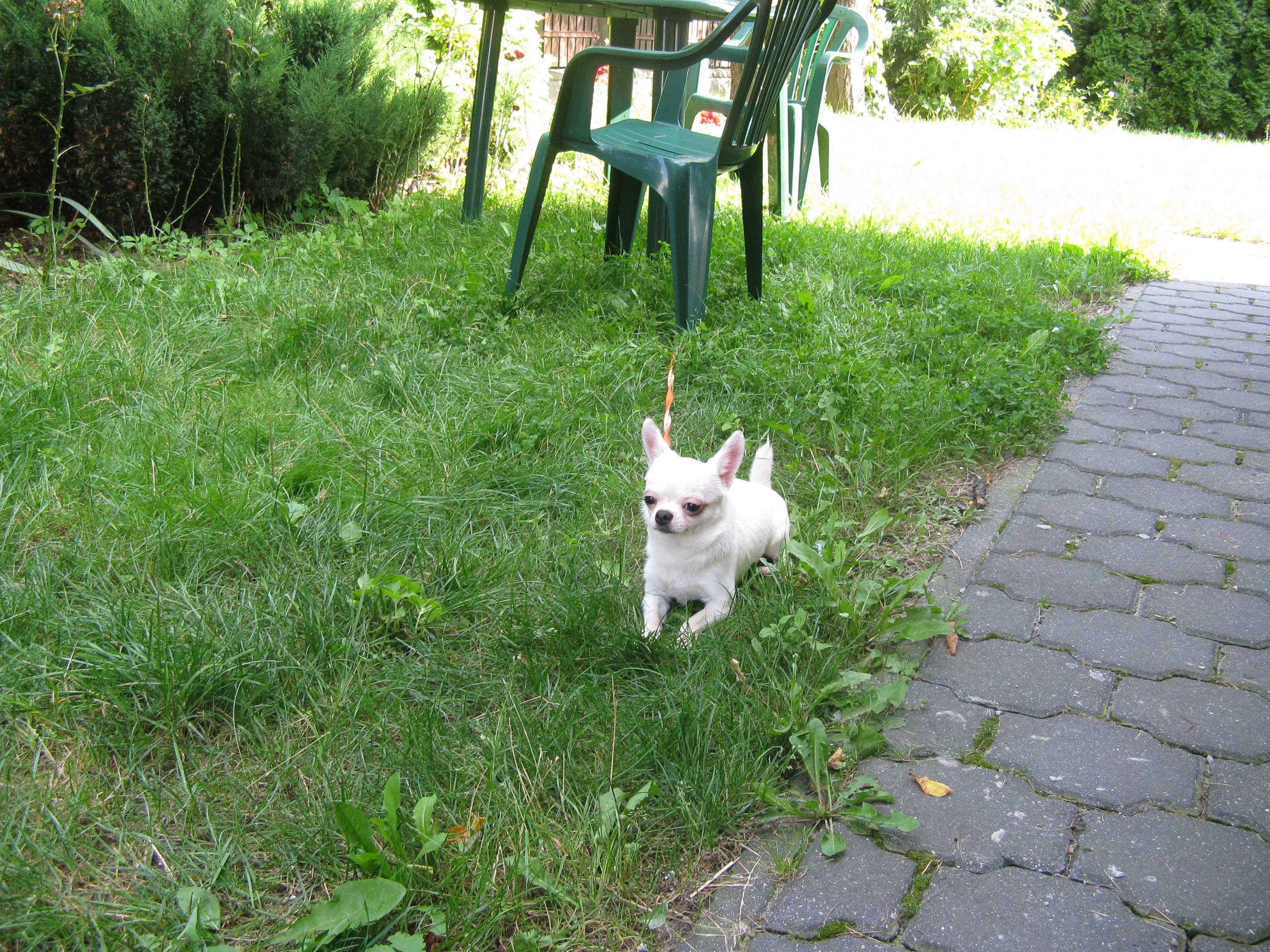 Chihuahua miniaturowa cudowna biało-czarna księżniczka