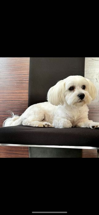 Krycie Maltańczyk śliczny 300 zł