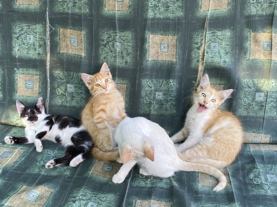 Котята метисы Сибирской