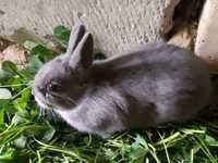 Młode króliki (5). Zdrowe, naturalnie karmione.
