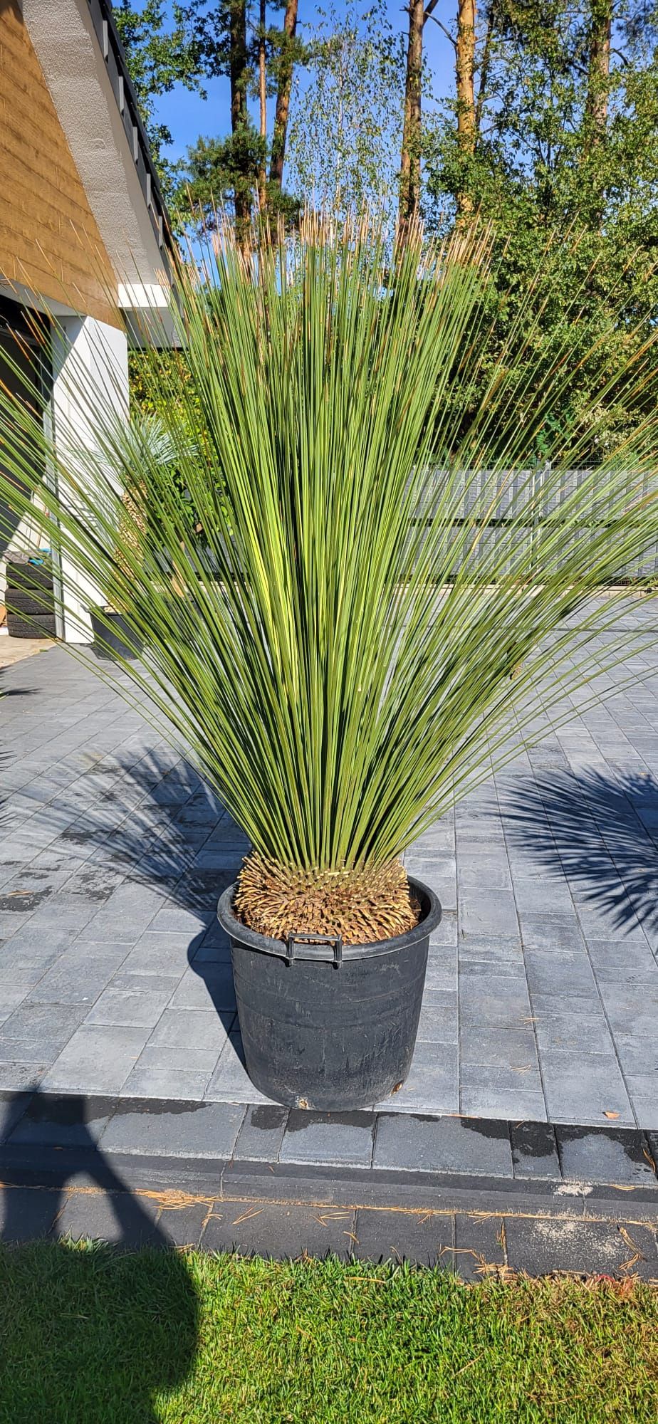 Yucca rigida. Yucca rostrata. Yucca filifera. Juka.