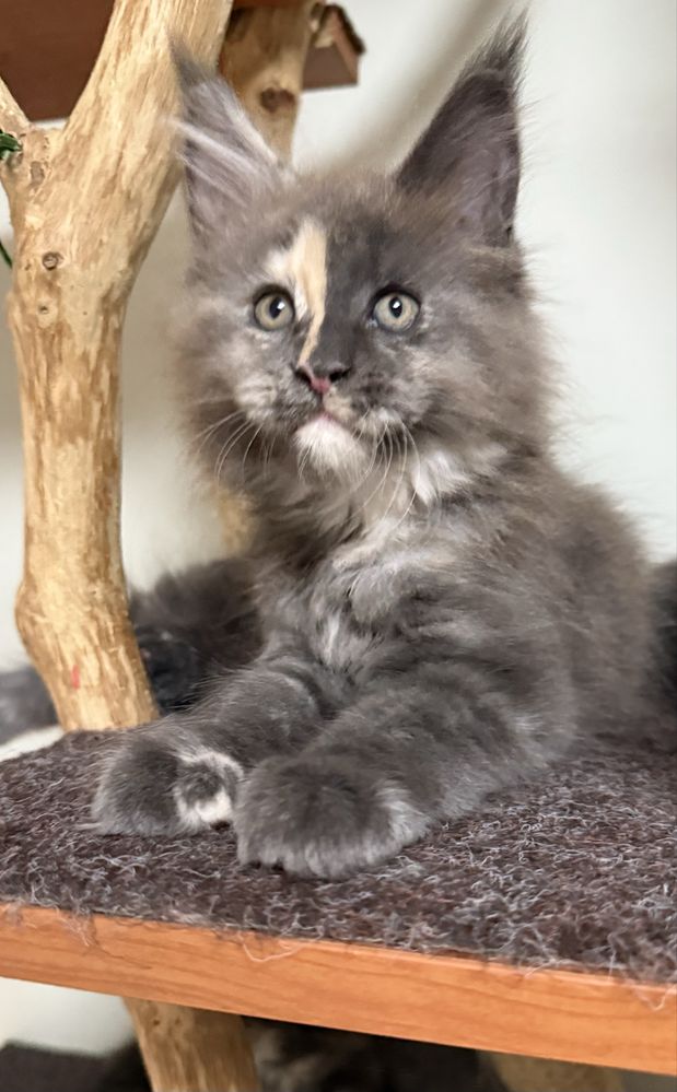 Gatinha Maine Coon com LOP