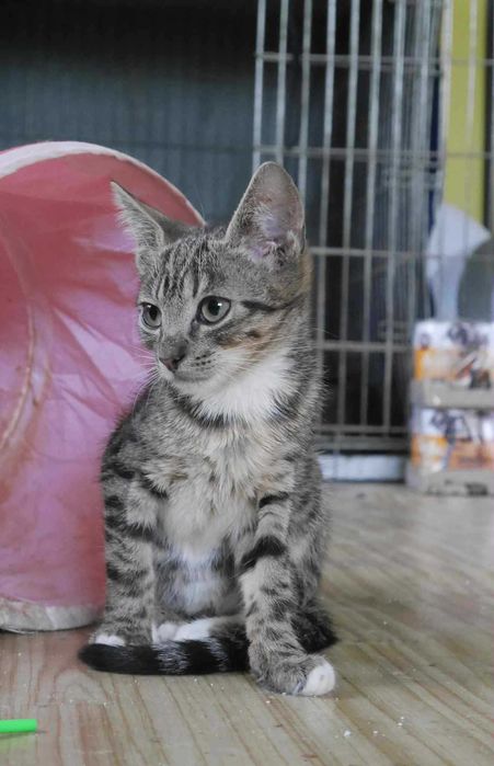 Kotek do adopcji.