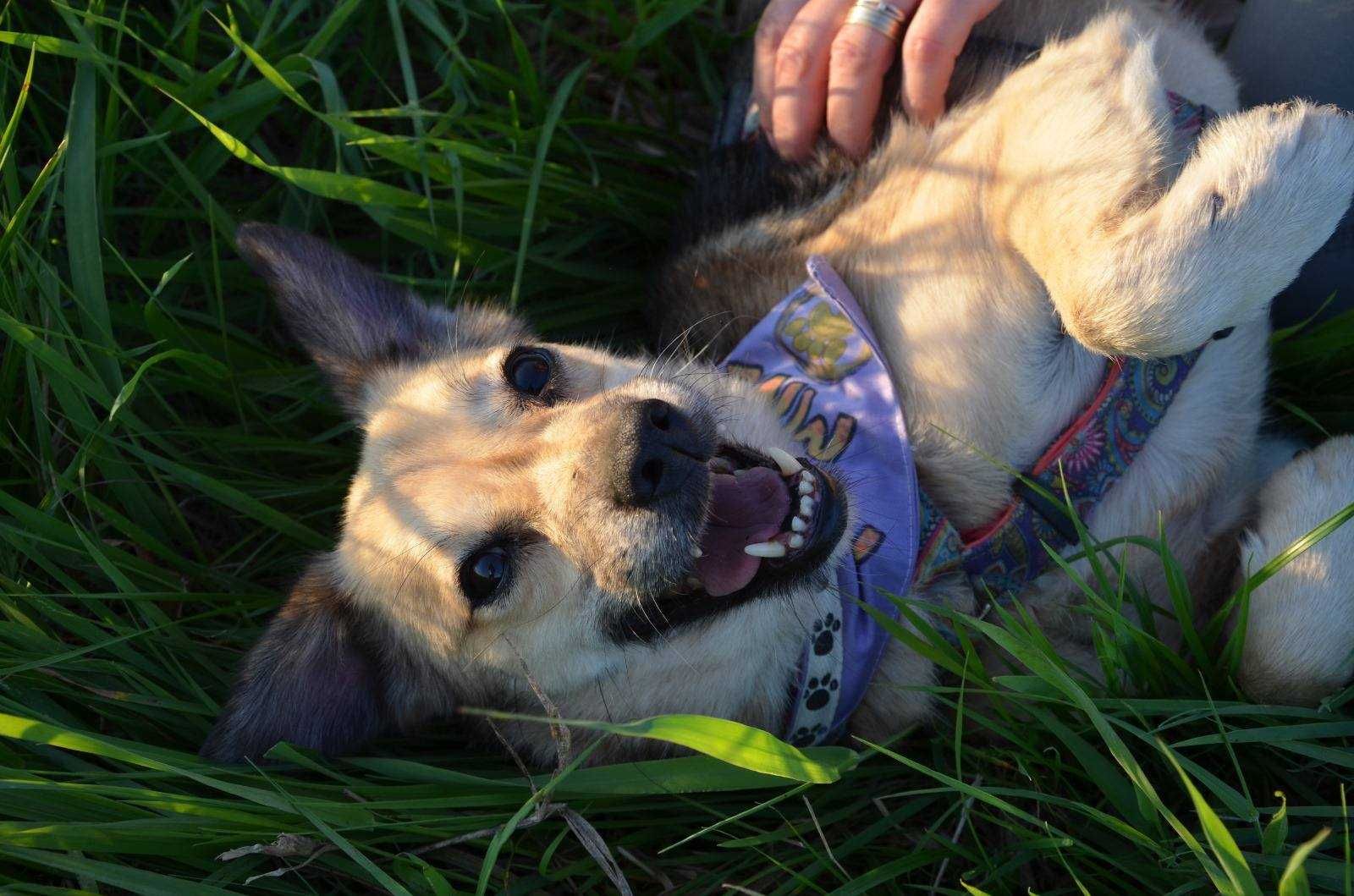 Spacja, mała, delikatna sunia, potrzebuje kochającego domu adopcja
