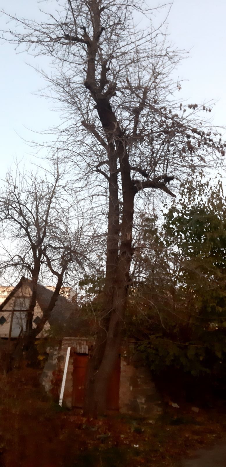 Зрізання аварійних дерев