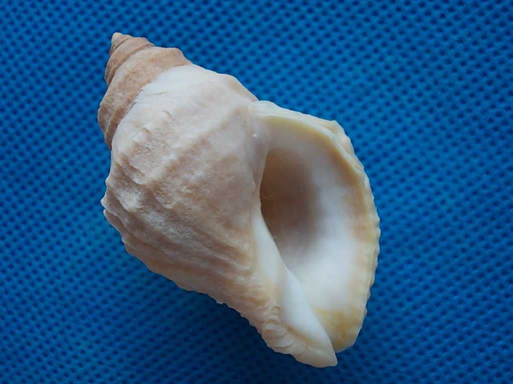 Muszle morskie- Nucella lamellosa
