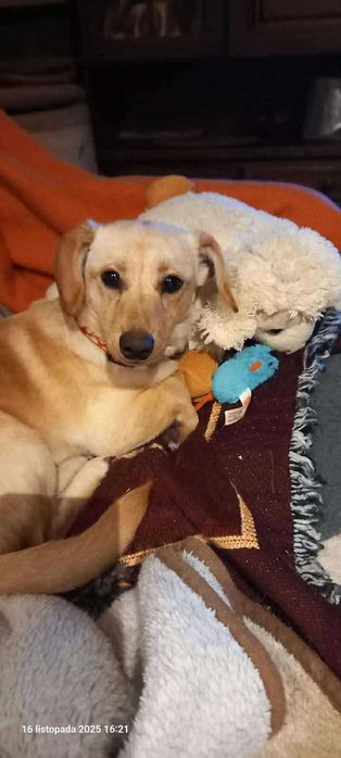 Śliczna sunia do Adopcji