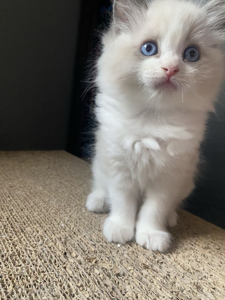 Puchaty kocurek Ragdoll