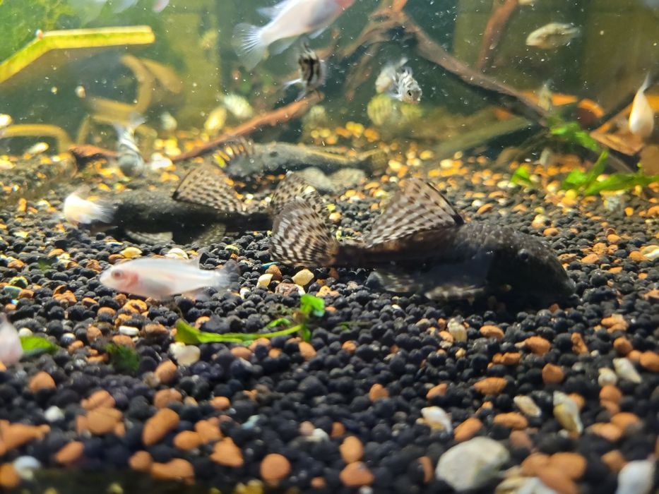 Zbrojnik ancistrus dorosłe pary