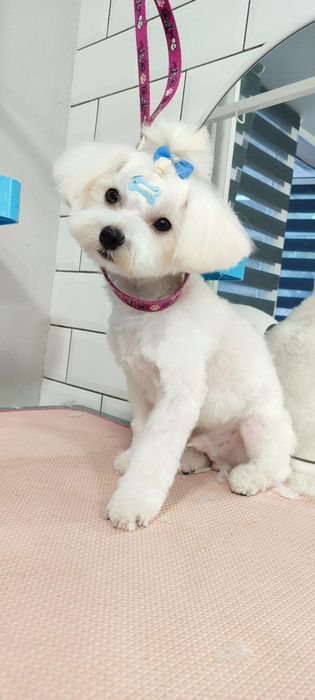 В'язка мальтезе шукає наречену