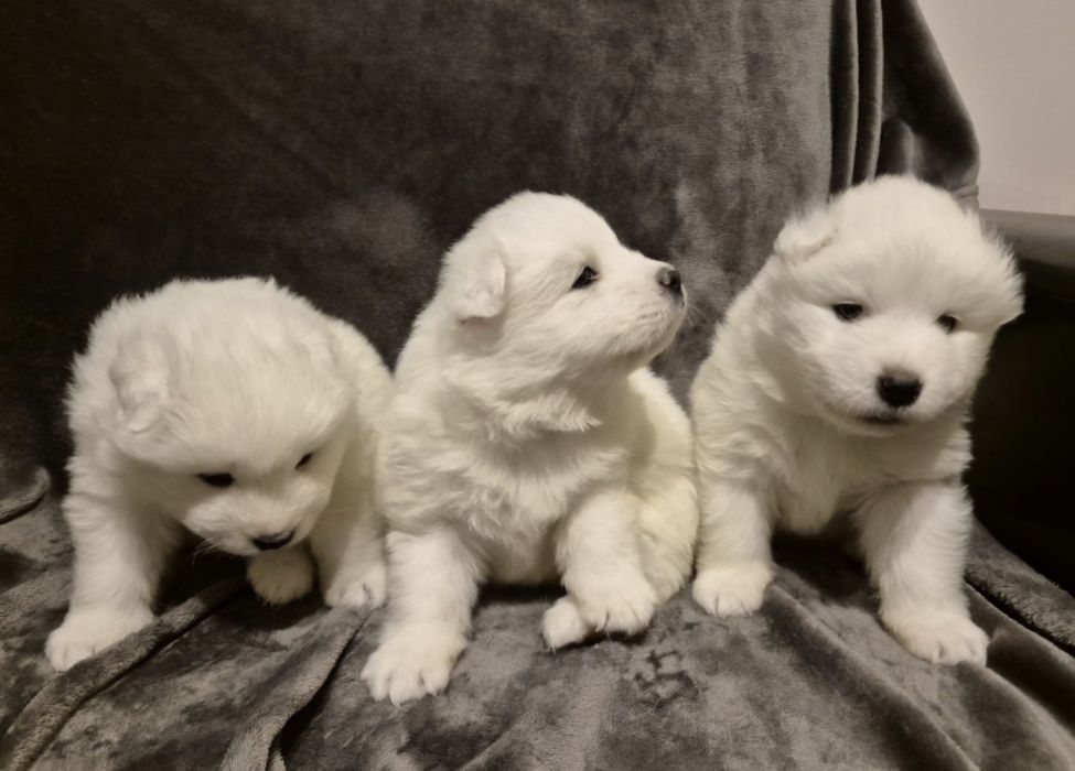 Samoyed bialy piesek