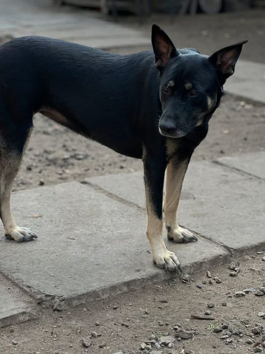Луна стерилизованая собачка добрая