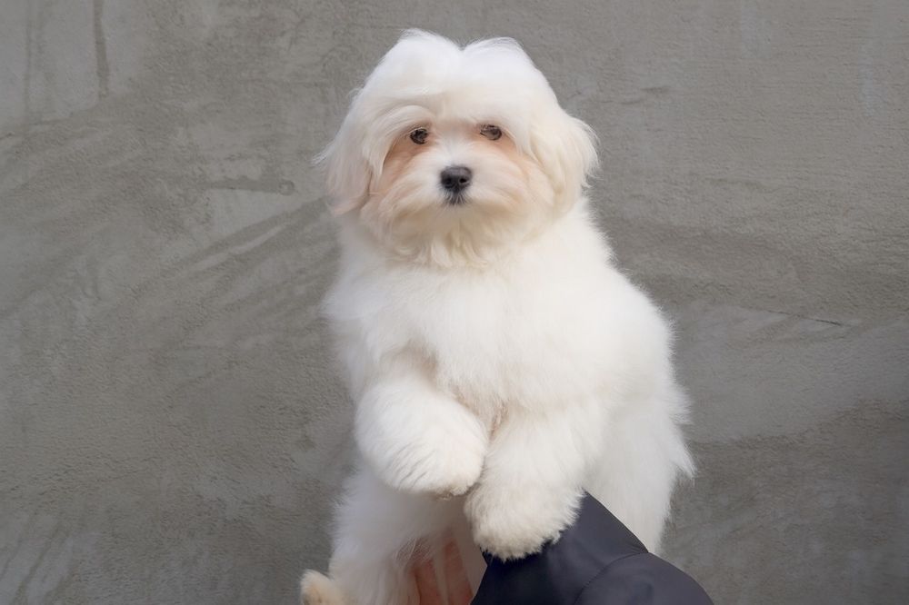 Цуценята мальтійської болонки з документами КСУ.