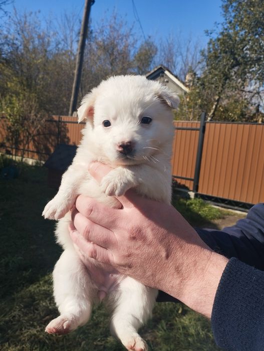 Цуценята в добрі руки