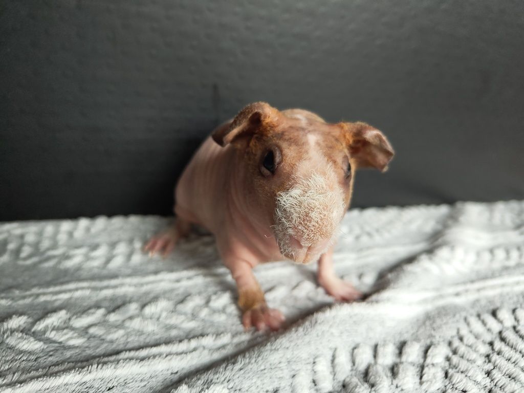 Dwa samce, świnki skinny, cavia domowa