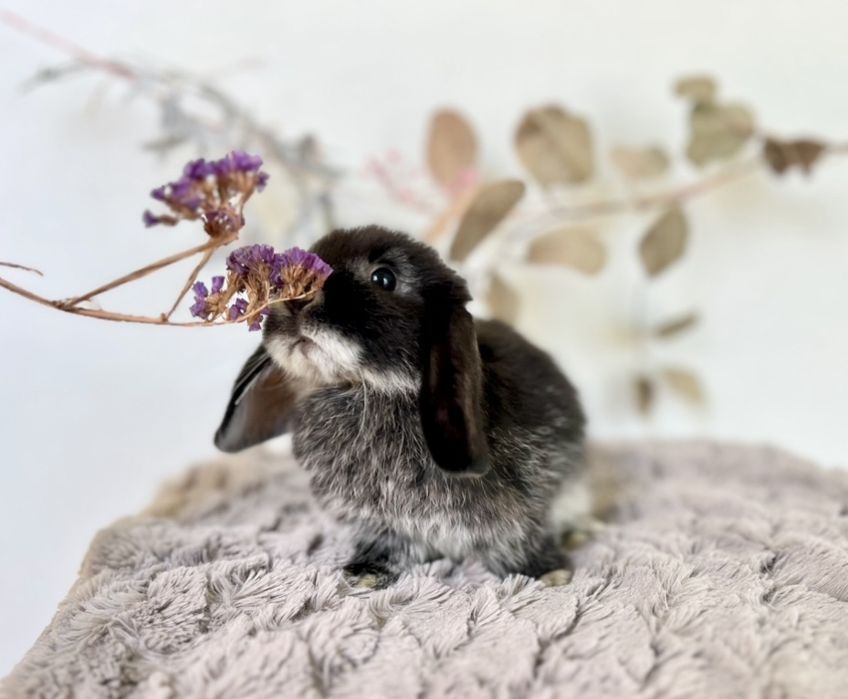 Króliczek Króliczki mini lop oraz Karzełki Teddy