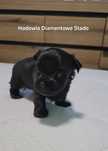 Piesek black yorkshire Terrier