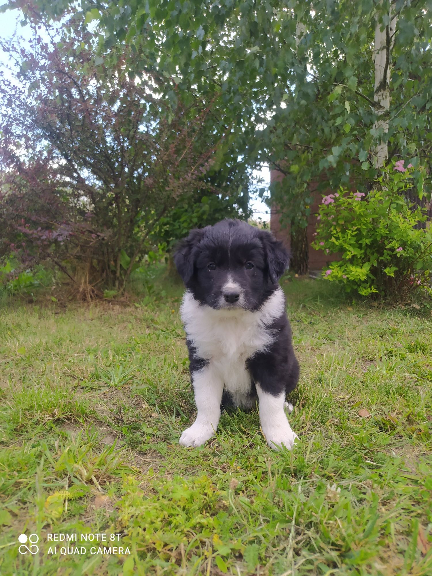 Border Collie - Czarno-biała