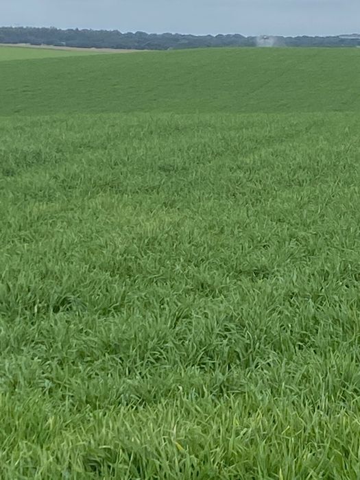 Fardos forragem raigrass