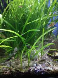 Sagittaria Subulata, trawa do akwarium, rośliny akwariowe