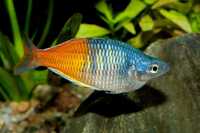 Peixe Arco-íris Boesemani Criação Própria