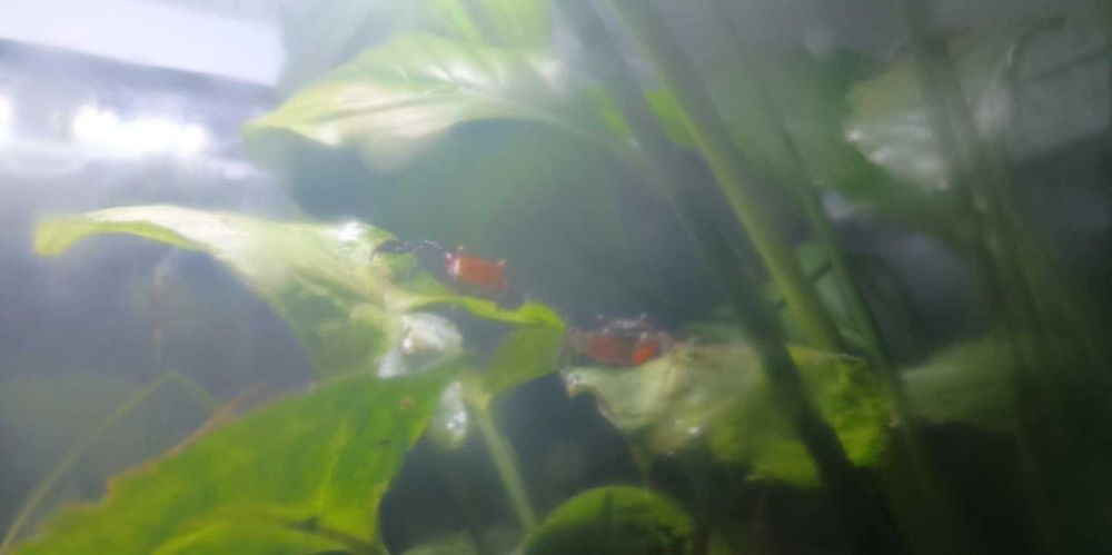Kraby RED DEVIL - Geosesarma hagen