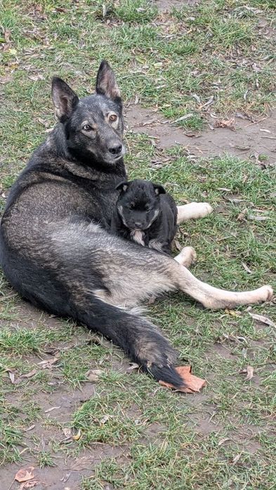 Безкоштовно метис німецька вівчарка шукає найкращу родину