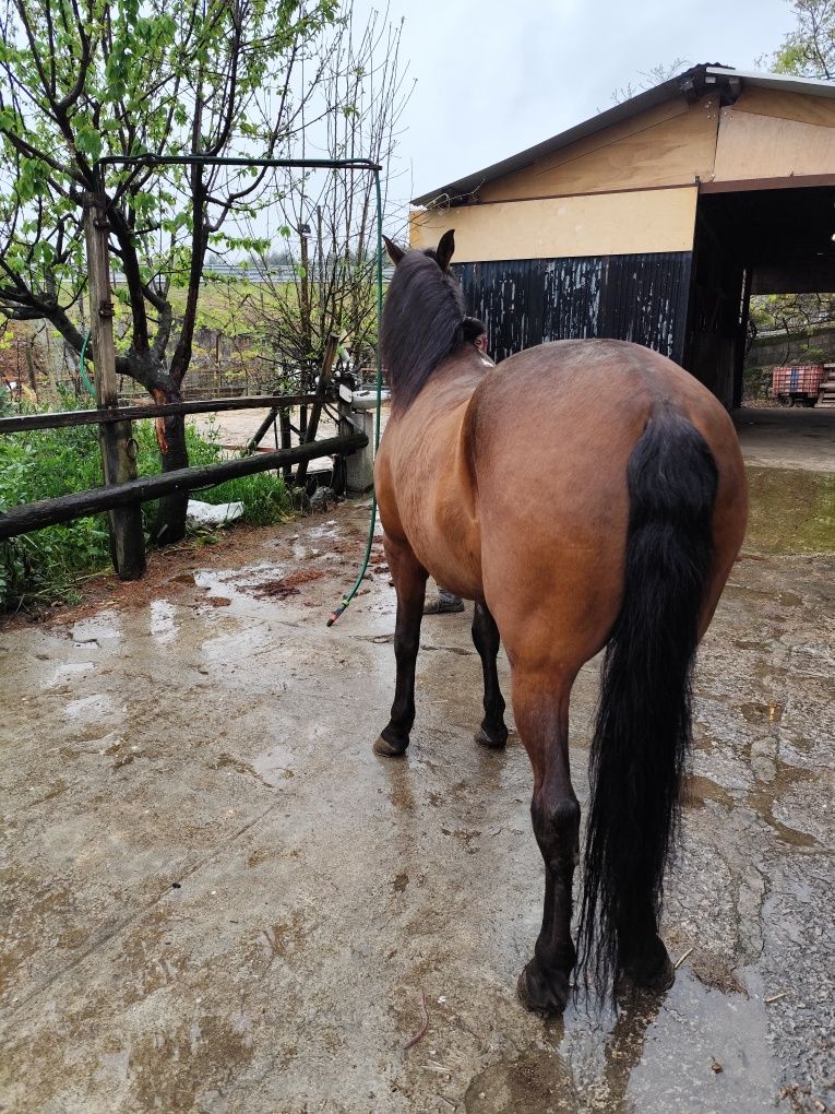 Cavalo montado e engatado