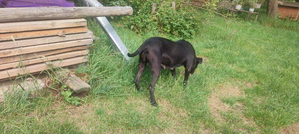 Амереканський стафорширський терєр