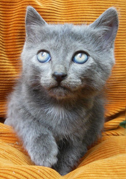 Кошенята шукають родину