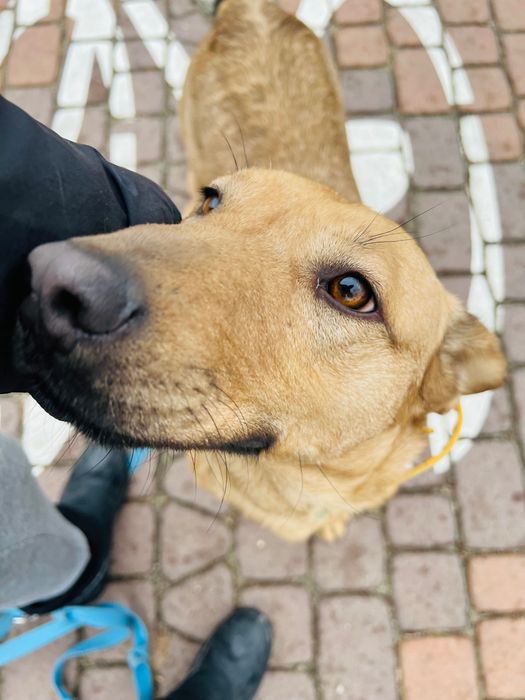 Roczny pies Arczi do adopcji
