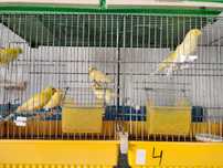 Canários amarelos