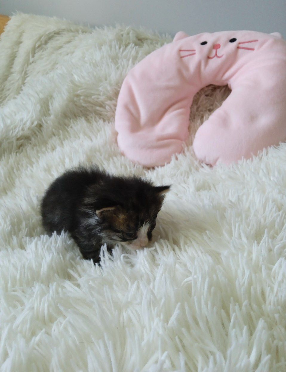 Котики шукають родину! В добрі руки!