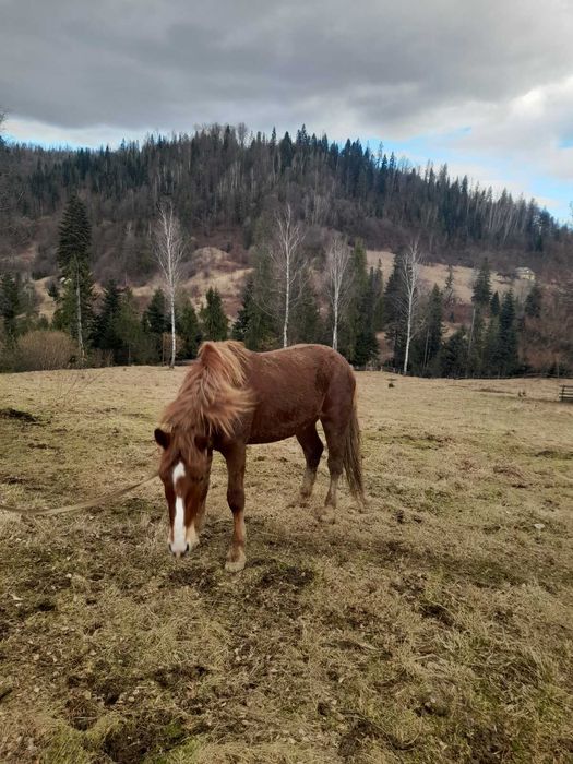 Продається молодий кінь