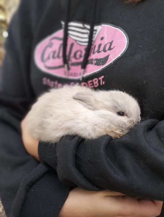 Coelhos anões bebes