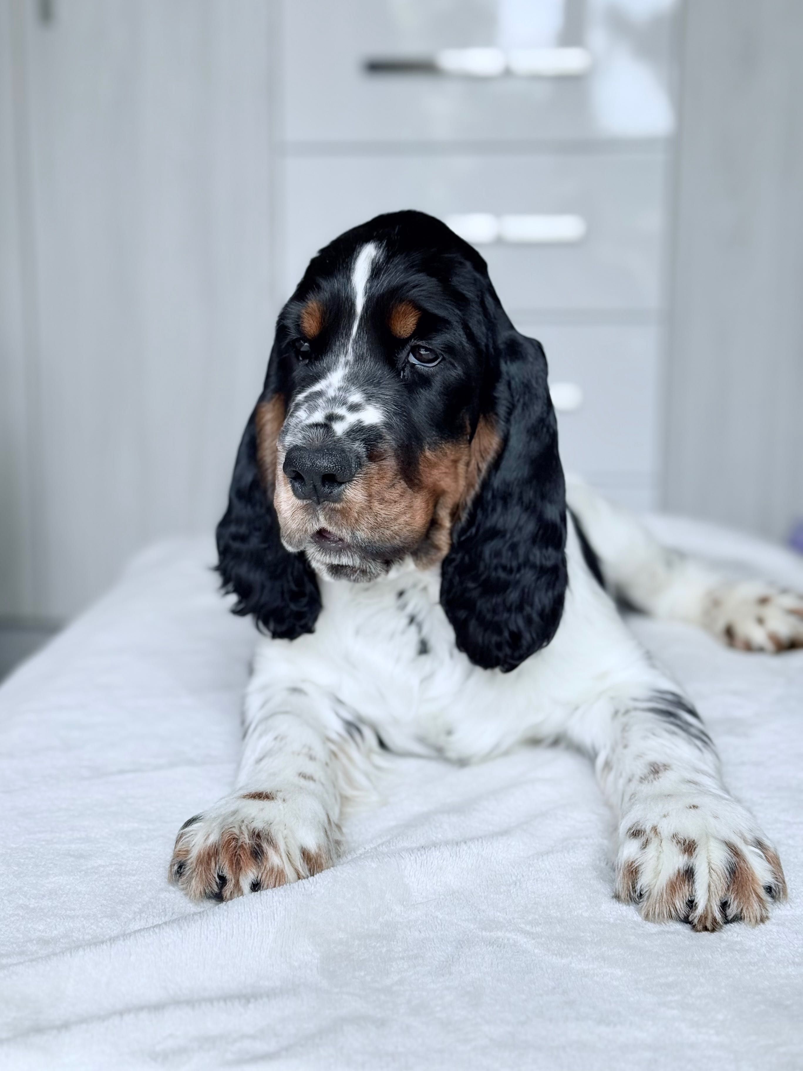 Springer Spaniel Angielski ZKwP FCI
